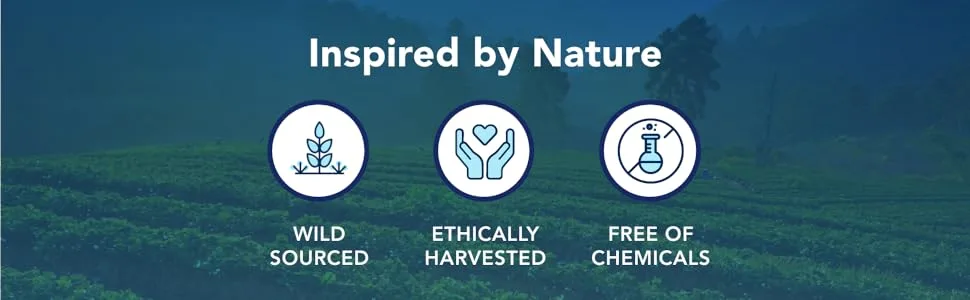 NORTH AMERICAN HERB & SPICE ElderClenz - 8 fl oz - Non-GMO, Gluten Free - 48 Servings - North American Herb &amp; Spice