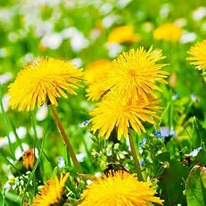Mountain Meadow Herbs Herbal Iron - 2 oz - Gentle Herbs to Support and Regulate Iron Metabolism and Absorption 2 Fl Oz (Pack of 1) - Dandelion