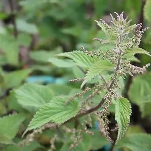 Mountain Meadow Herbs Herbal Iron - 2 oz - Gentle Herbs to Support and Regulate Iron Metabolism and Absorption 2 Fl Oz (Pack of 1) - Stinging Nettle