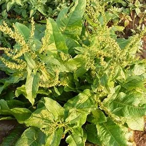 Mountain Meadow Herbs Herbal Iron - 2 oz - Gentle Herbs to Support and Regulate Iron Metabolism and Absorption 2 Fl Oz (Pack of 1) - Yellow Dock