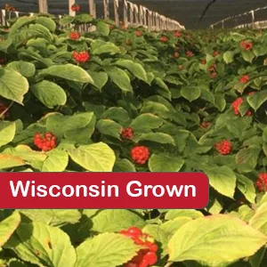Dairyland American Ginseng Pearl Root (Non-GMO, Gluten Free) (Pearl 4 oz) - wisconsin ginseng