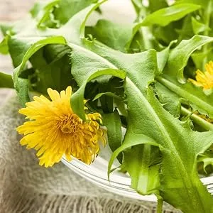 Herb Lore Organic Dandelion & Nettle Tincture - Liquid Dandelion Leaf & Stinging Nettle Leaf Extract Drops (4 fl oz) 4 Fl Oz (Pack of 1) - Dandelion Leaf