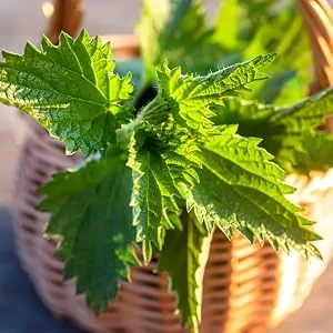 Herb Lore Organic Dandelion & Nettle Tincture - Liquid Dandelion Leaf & Stinging Nettle Leaf Extract Drops (4 fl oz) 4 Fl Oz (Pack of 1) - Stinging Nettle Leaf