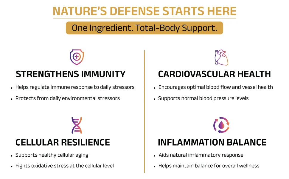 Biosyntra Pure Quercetin 500mg - Pure Quercetin Capsules for Immune Support & Cellular Protection Gluten-Free Non-GMO 120 Capsules - Pure super quercetin helps regulate immune response to daily stressors cardiovsacular health