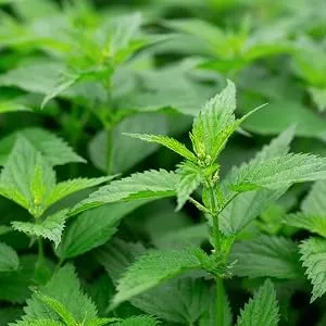 Frontier Co-op Stinging Nettle Leaf Cut and Sifted - for Teas Soups Smoothies and Stir Fry - Kosher | 8 Ounce (Pack of 1) - SOURCED FROM BULGARIA