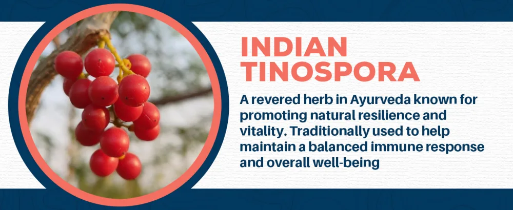 Ayush Herbs AmlaPlex - Amla Jam Chyawanprash for Immune Support & Digestive Health Chyavanprash Indian Honey Jam with Amla Ashwagandha - 10.6 oz Jar (1 Count) - organic chawanaprash banyan chavanprash botanicals chawanprakash chyavanprash dabur cureveda