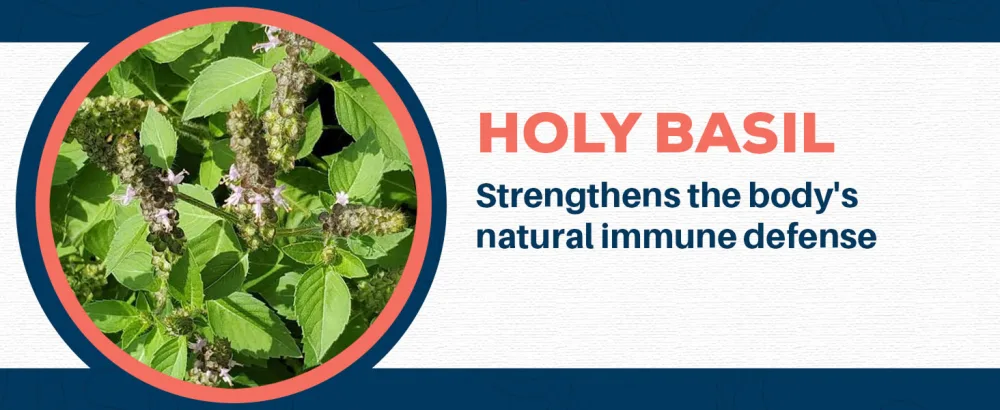 Ayush Herbs Flucomune - Immune Support Supplement Sinus Support for Women & Men Herbal Lung & Respiratory Balance for Adults - 90 Vegetarian Capsules (1 Count) - detox repair cop vitamins infection medicine kidneys best gummies improve vegan restore herbal