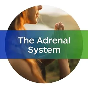 Professional Botanicals Adrenal Complex Supplement Supports Healthy Adrenal Function Stress Relief and Energy Levels 90 Vegetarian Capsules - adrenal gland pituitary gland thyroid gland natural system stress response