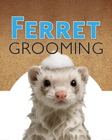 Marshall Ferret Ear Cleaning Solution 4 oz Gentle Formula to Remove Dirt and Wax Contains Eucalyptol to Support Healthy Ear Tissue No Swabs Needed - product information 7