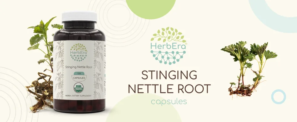 HerbEra Stinging Nettle Root 120 Capsules 500 mg USDA Organic Stinging Nettle (Urtica Dioica) Dried Root (120 Capsules) 120 Count (Pack of 1) - Stinging Nettle Root