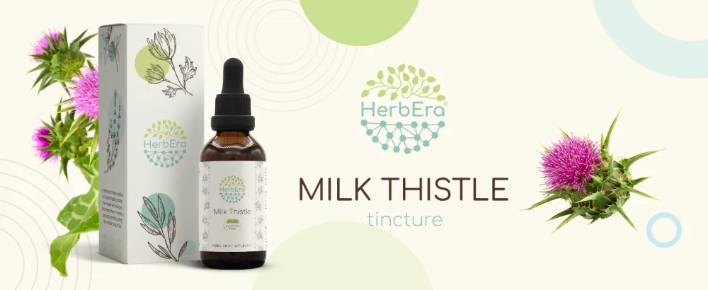 HerbEra Milk Thistle B60 Alcohol-Free Herbal Extract Tincture Concentrated Liquid Drops Natural Milk Thistle (Silybum marianum) Dried Seed (2 fl oz) - Milk Thistle