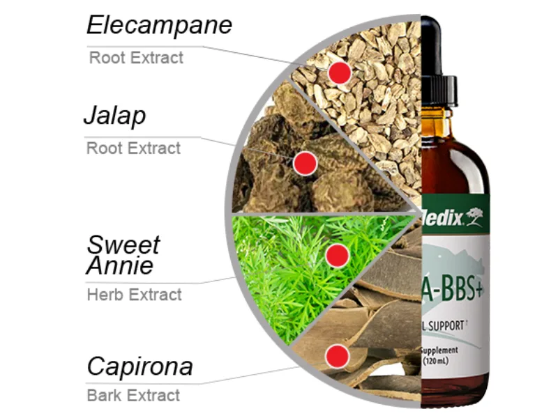 Nutramedix Nutra BBS - Liquid Herbal Supplement for Digestive & Immune Support - Elecampane Root & BlackBerry Leaves Extract for Gut Health - Immunity Booster Supplement (60mL) - elecampane jalap sweet annie capirona