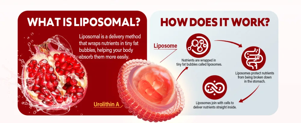 Liposomal Urolithin A Liquid Drops Urolithin A Supplement with Pomegranate Extract for Healthy Aging Antioxidant & Mitochondrial Support Non-GMO 2 Fl Oz - mitopure