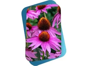 Buried Treasure ACF PM - 16 oz 16 Servings Nighttime Immune Support with Chamomile Vitamin C Echinacea Herbal Extracts Essential Nutrients 16 Fl Oz (Pack of 1) - Echinacea flowers
