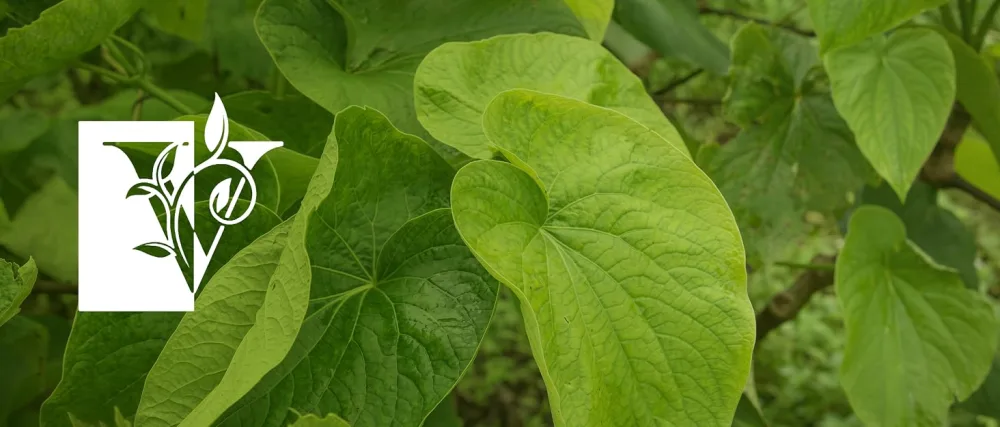 Kava Capsule Pills for Natural Relaxation - Adaptogen Blend with Ashwagandha Valerian 200mg Kava Extract 30% Kavalactones - Fijivanuakava