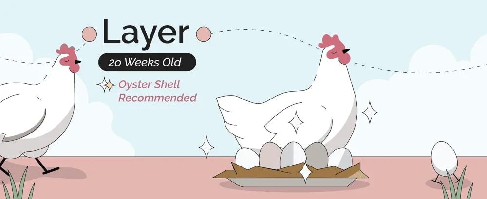 Mile Four Oyster Shell for Chickens - Calcium Supplement for Chickens 100% Natural Limestone Calcium Carbonate Strong Eggshell & Bone Booster 4 lbs Natural 4 Pound (Pack of 1) - oyster shell for chickens,oyster shells,limestone,oyster shell,oyster shells chickens, calcium