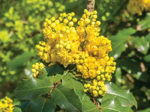 DOCTORS' PREFERRED Berberine with Cinnamon and Chromium GlucoGold Advanced 1000mg 90 Tablets - Image of Berberine plant