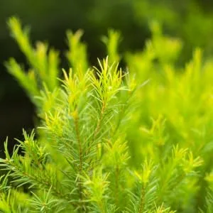 Thursday Plantation Tea Tree and Manuka Honey Balm  Soothes and Cleanses the Skin  1 Ounce - Tea Tree Plant
