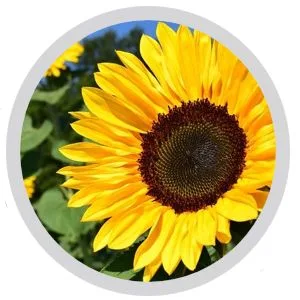 milk_shake Lifestyling Freehand Paste 3.4 Fl oz - Image of sunflower