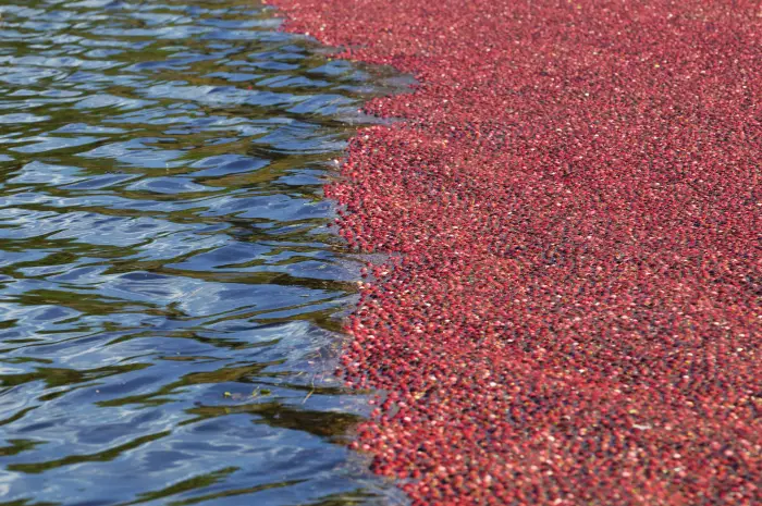 OCEAN SPRAY Bouteille de jus de Cranberry et Framboise Faible en sucres 1 Litre -Carton de 6 bouteilles - product information 2