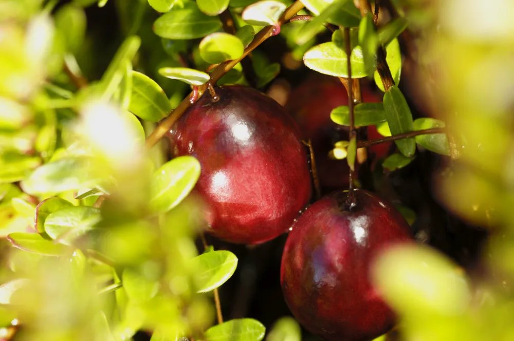 OCEAN SPRAY Bouteille de jus de Cranberry et Framboise Faible en sucres 1 Litre -Carton de 6 bouteilles - product information 3
