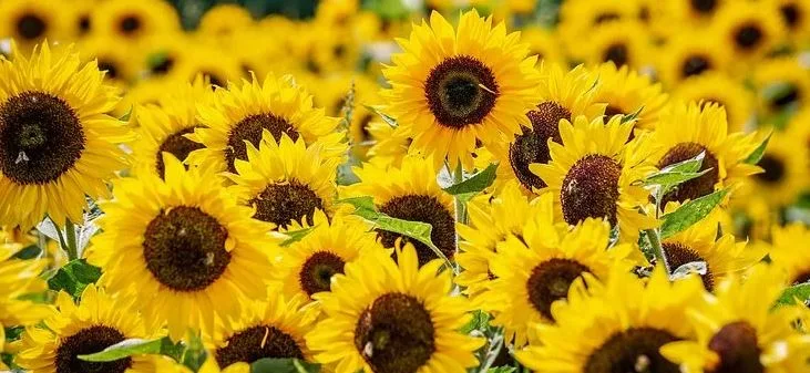 L cithine de tournesol - product information 5