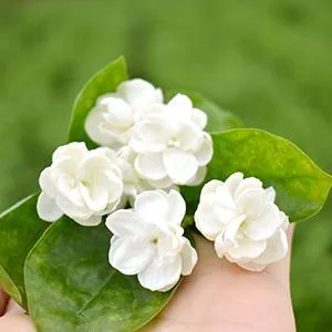 TooGet Bourgeons de Jasmin Purs Naturels Parfum s Fleurs de Jasmin S ch es en Gros Tisane - 60g - product information 2