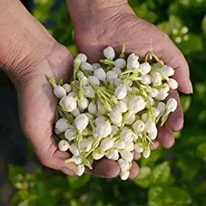 TooGet Bourgeons de Jasmin Purs Naturels Parfum s Fleurs de Jasmin S ch es en Gros Tisane - 60g - product information 4