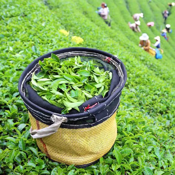 200g de th Matcha BIO CLASSIC sans additifs - product information 4