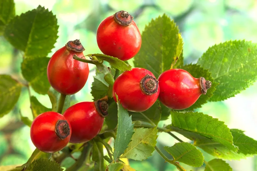 Compl ment alimentaire avec extraits v g taux et caf ine issue du guarana du caf vert et du th vert 60 g lules - product information 2