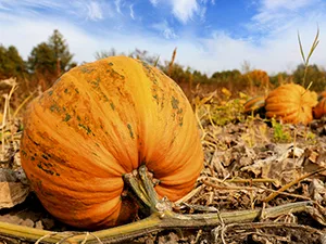 Graines de Courge Bio - 1kg (Cucurbita pepo) - product information 3