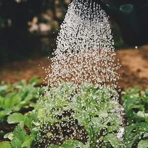 WHITE EGRET Epsom Salt  Eucalyptus  2.5 Pound - gardening