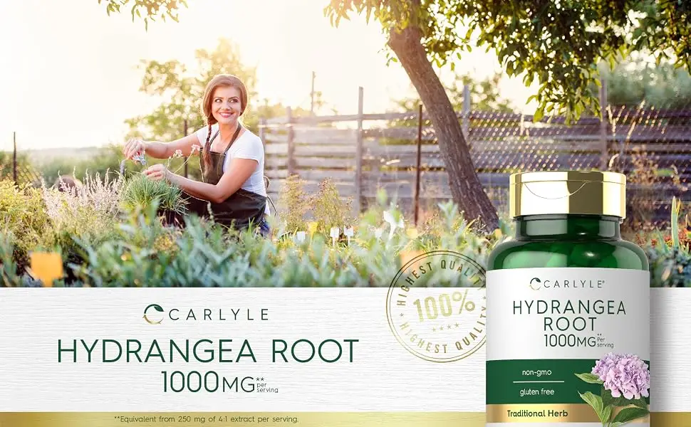 Carlyle Hydrangea Root Capsules | 1,000mg | 100 Count | Non-GMO, Gluten Free Extract - hydrangea root