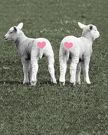 Egyptian Cotton Fiber for Spinning Blending Dyeing. Soft White Vegan Combed Top Roving - Two lambs showing their back sides with pink hearts on them