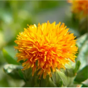 Balade en Provence Baume de Jour hydratant solide artisanal 32g certifi Cosmos Organic Bio & Vegan - product information 6