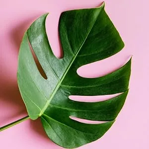 BaeBlu Organic Blush 100% Natural Pressed Mineral Powder  Made in the USA  Petal - LEAF