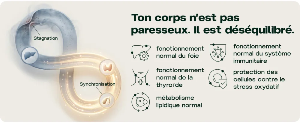 Liver & Thyroid Sync - Formule au TUDCA pour l quilibre du foie et de la thyro de 60 g lules - product information 2