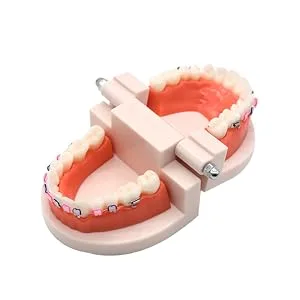 Angzhili 1 Piece Dental Demonstration Orthodontic Model with Metal Wires and Bracket (Metal bracket) - product information 4
