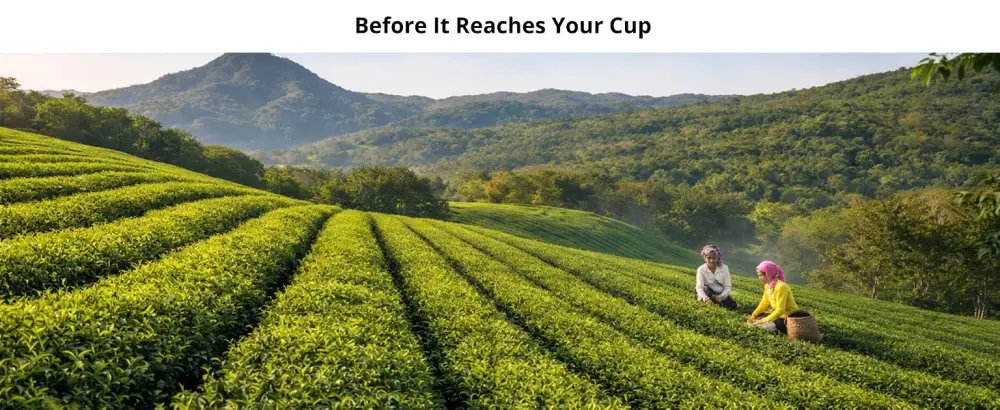 Your ExcellenTEA Earl Grey Blue Loose Leaf Black Tea Bergamot Ceylon Black Tea with Cornflower Petals Floral Earl Grey Blend - 250g  - Panoramic landscape views of rolling green tea plantations stretching into distant mountains under blue sky. Multiple shots showing vast agricultural terraces.