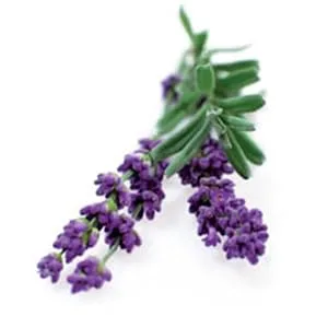 Premium Pillow Spray - Made with Therapeutic Essential Oils - Deep Sleep Pillow Spray Mist with Lavender and Chamomile - Sleep Spray for Pillows - product information 2