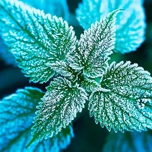 Organic Wild Thyme Tea - Caffeine Free Loose Leaf Herbal Tea - Pharmacopoeia Potency - 1.76 Oz - 25 Servings Thyme 25 Servings - Nettle Frosted