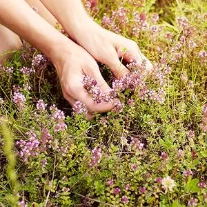 Organic Wild Thyme Tea - Caffeine Free Loose Leaf Herbal Tea - Pharmacopoeia Potency - 1.76 Oz - 25 Servings Thyme 25 Servings - Picking wild thyme