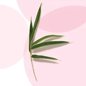 PHYTO PARIS Phytovolume Volumizing Shampoo  8.45 fl. oz. - plant picture