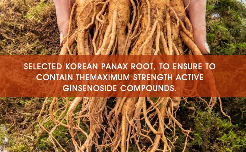 ECO-TASTE Red Ginseng Root Extract Powder-Korean Panax  10% Ginsenosides  60g - red ginseng last