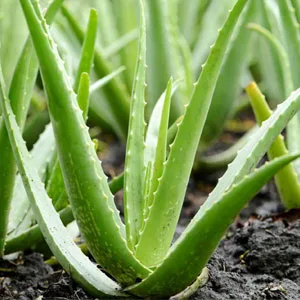 Oriental Botanics Aloe Vera  Green Tea & Cucumber Under Eye Gel  40ml - With Vitamin B3  B5 - product information 2
