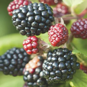FarmHouse Fresh Illumination Fruit Professional Strength Brightening Fruit Acid Peel Mask  3 fl. oz. - Berries