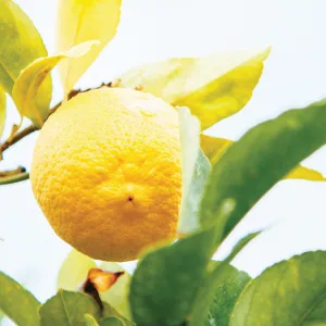 FarmHouse Fresh Illumination Fruit Professional Strength Brightening Fruit Acid Peel Mask  3 fl. oz. - Lemon