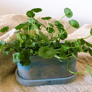 Silicone Mold for Concrete Planter Tray  Jewelry Dish DIY  Oval Shape - Planter Sauer