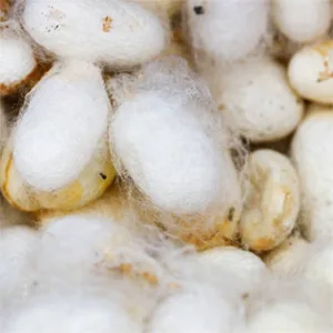 Shepherd Textiles Tussah Silk Roving (2 oz.) for Spinning  Felting  and Soap-Making - Milled in Italy by DHG (Natural White) - Box1