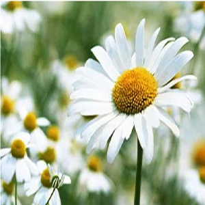 BEUKING Face Camomile Peeling Gel Deep Cleansing Moisturizing Smoothing Gentle Exfoliating Remove Dirt Tighten Pores Improving Face Skin - product information 7
